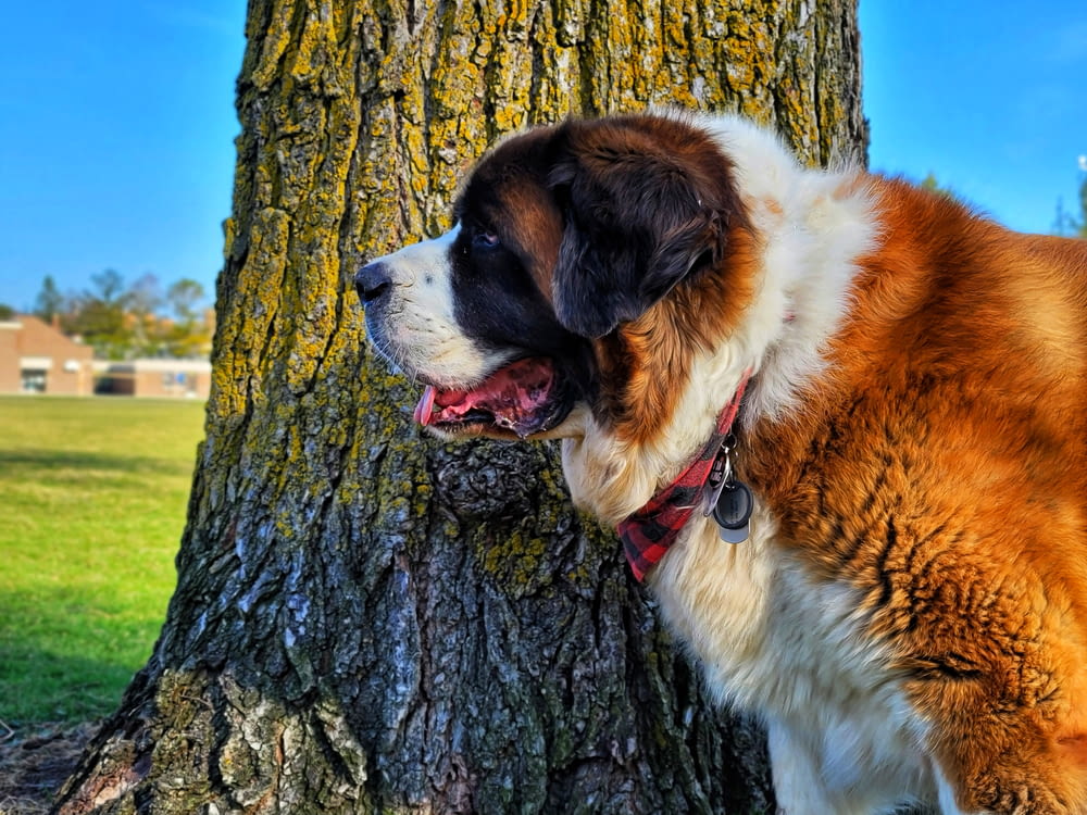日中の茶色の木の幹の茶色の白と黒のセントバーナード犬