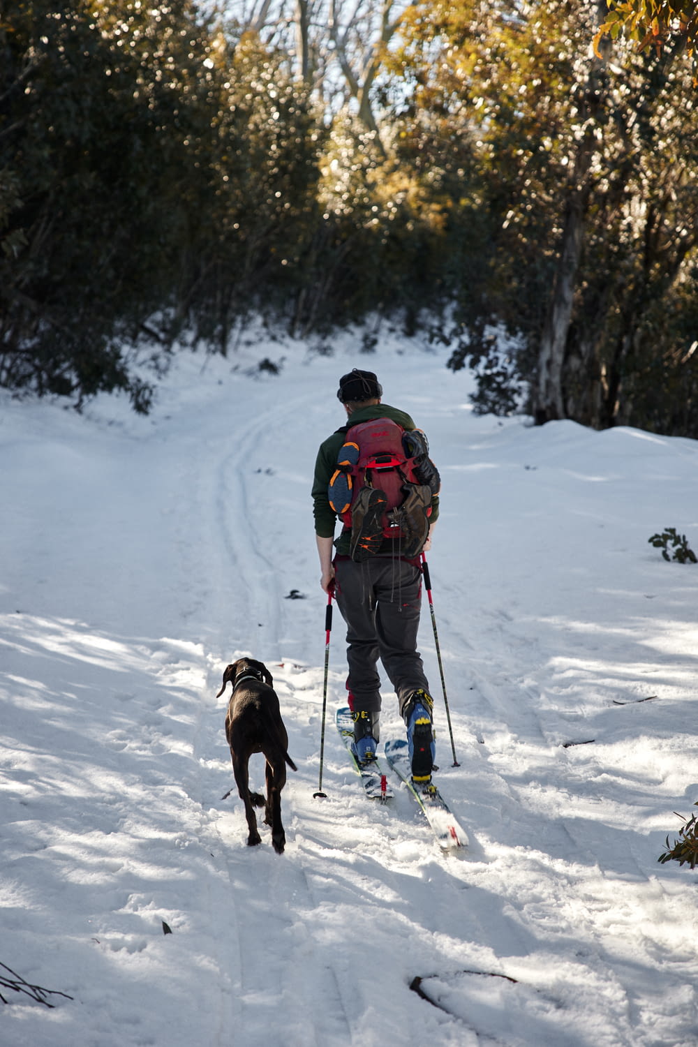 man in red jacket and black pants with black and white short coated dog on snow