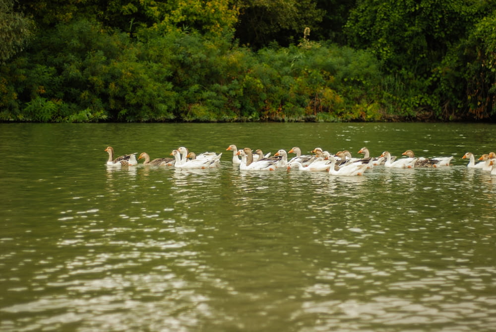 flock of white swans on water during daytime