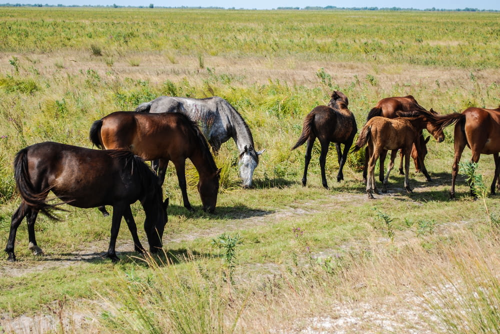 brown and black horses on green grass field during daytime