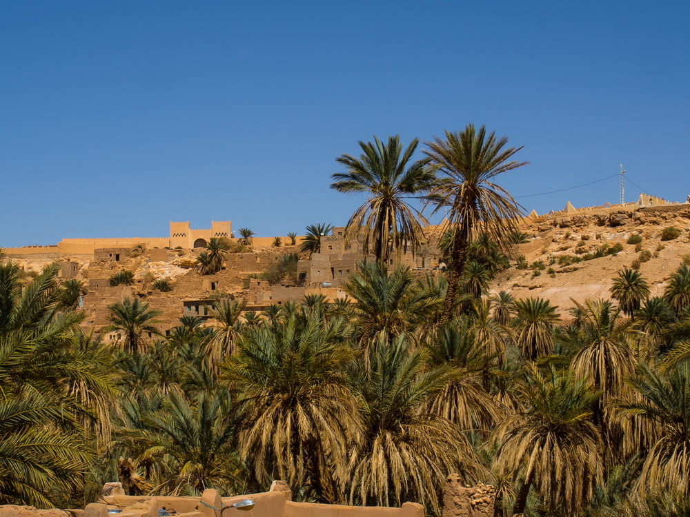 Grüne Palme in der Nähe von braunem Betongebäude tagsüber