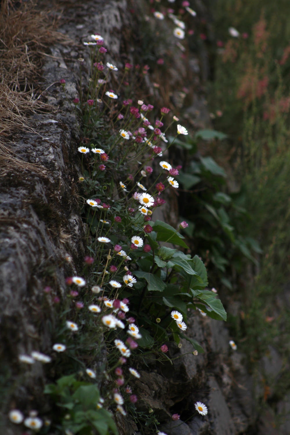 white and pink flowers on brown tree trunk
