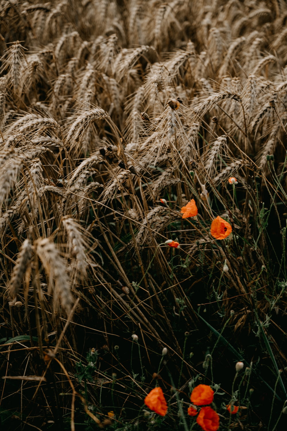 orange flower surrounded by brown wheat plants