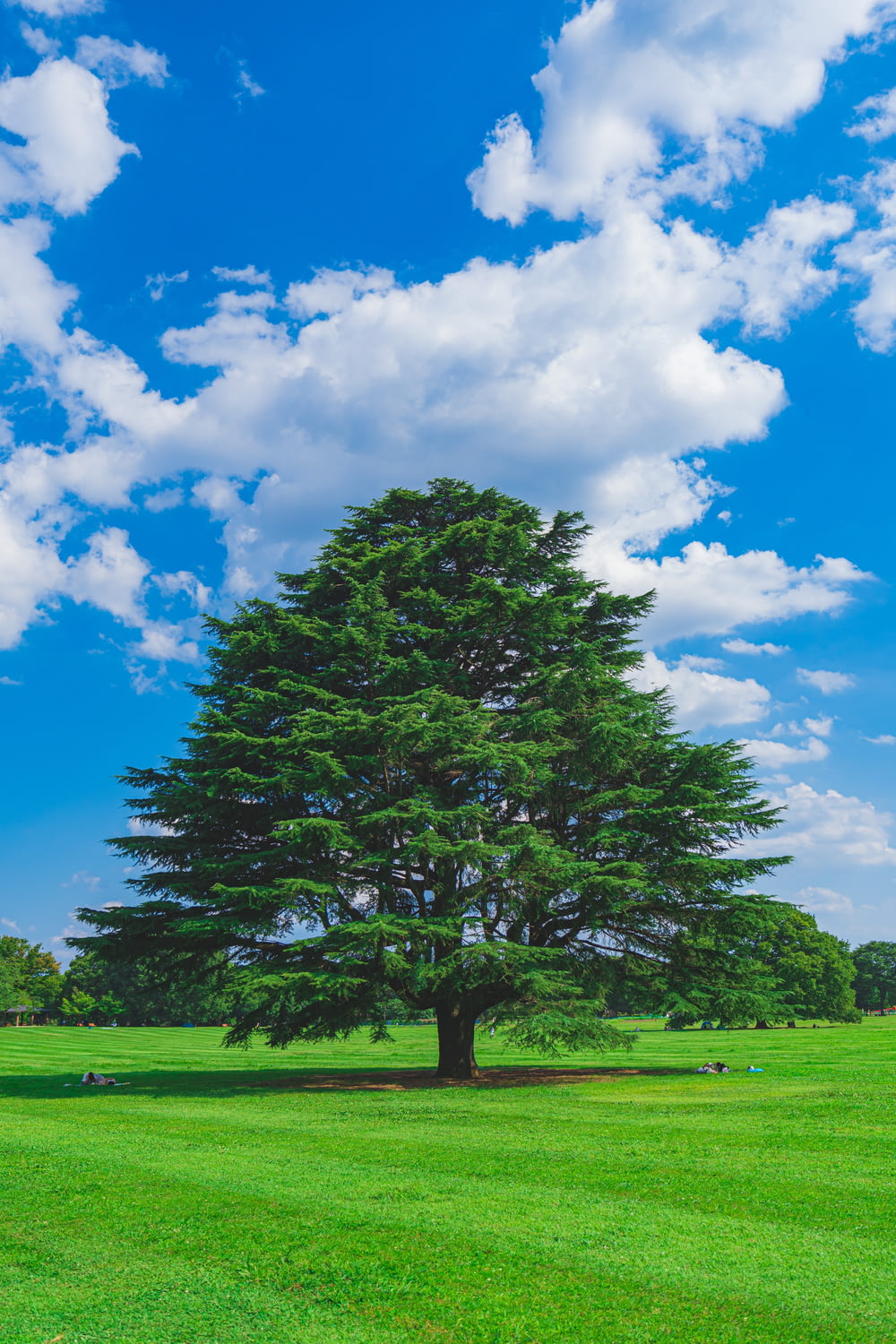 árbol verde en campo de hierba verde bajo cielo nublado azul y blanco durante el día