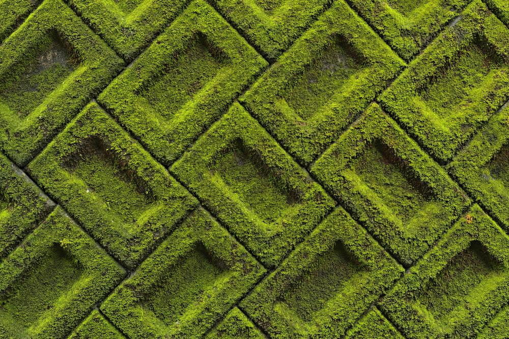 grüne und schwarze Ziegelmauer