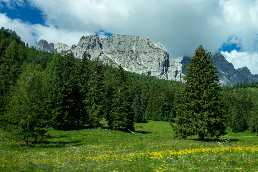 alberi verdi sul campo di erba verde vicino alla montagna sotto il cielo blu durante il giorno
