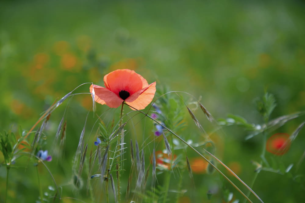 orange flower on green grass during daytime