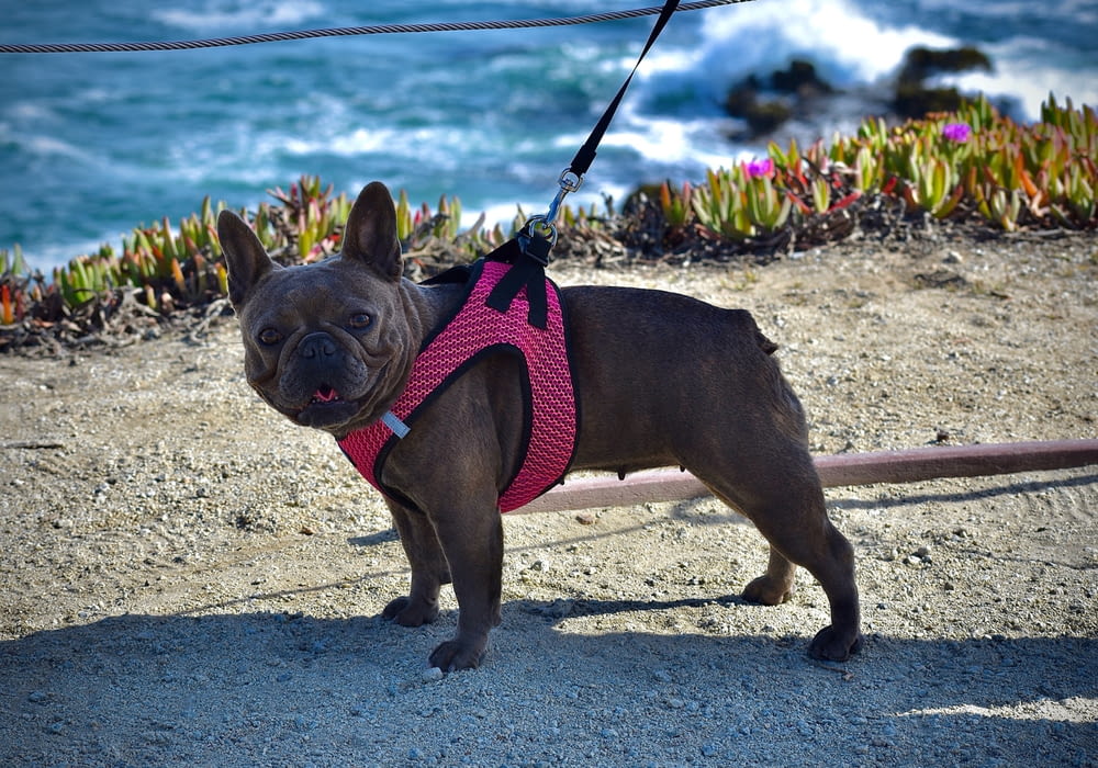 brown short coated small dog with pink and black leash