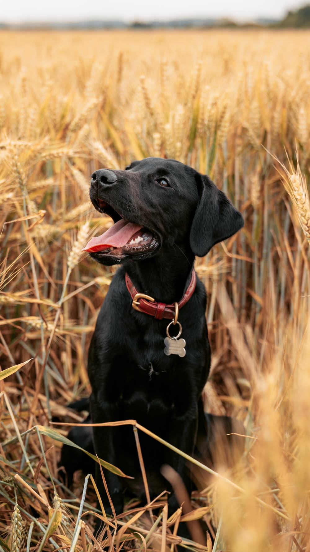 Labrador Retriever negro sentado en un campo de hierba marrón durante el día
