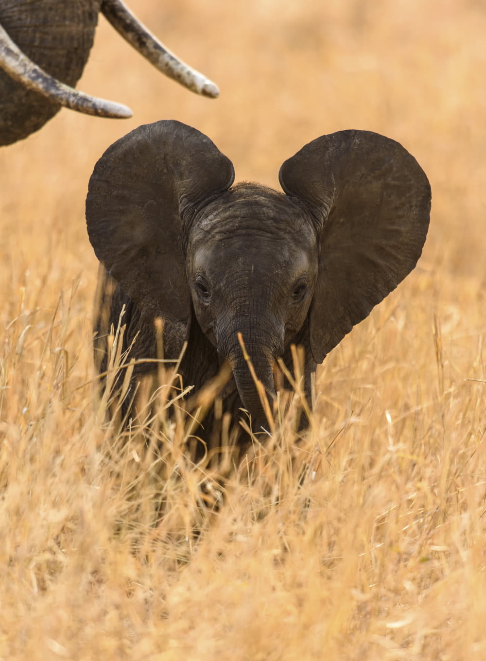 elephant on brown grass field during daytime