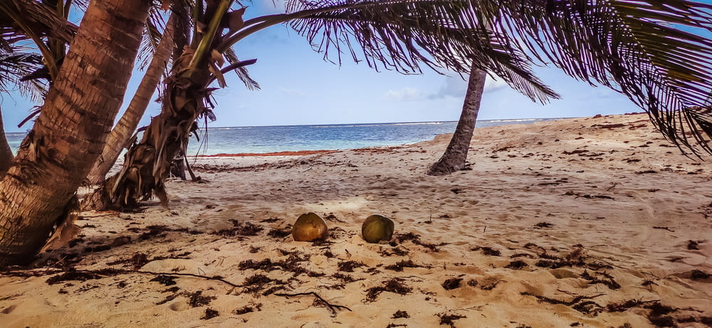 Frutta di cocco marrone sulla spiaggia durante il giorno