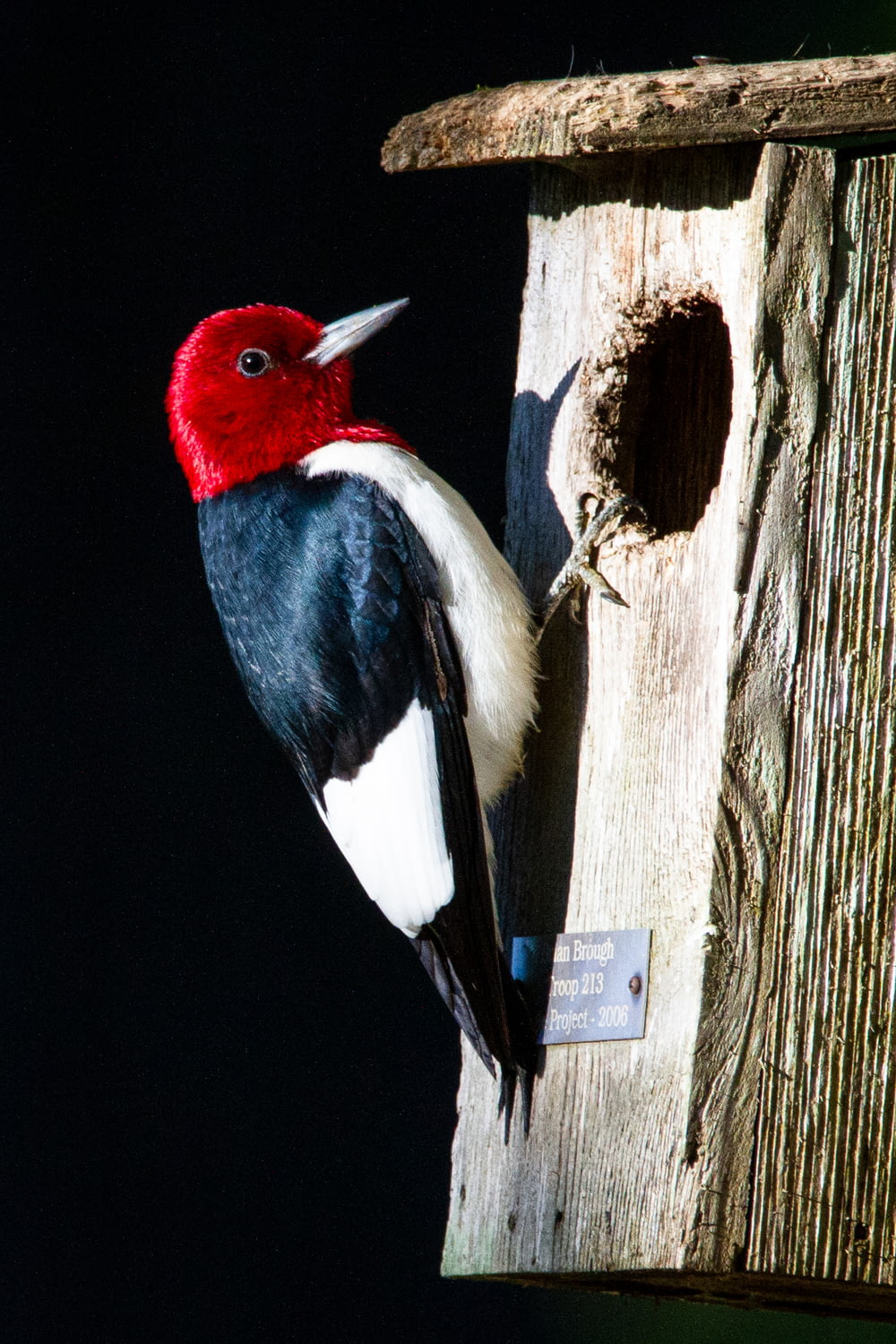 black white and red bird on brown wooden tree trunk