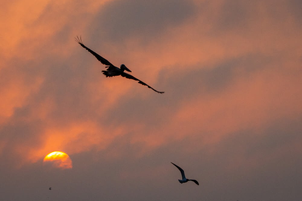 Silhouette eines Vogels, der bei Sonnenuntergang fliegt