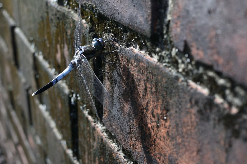 black dragonfly on brown concrete wall