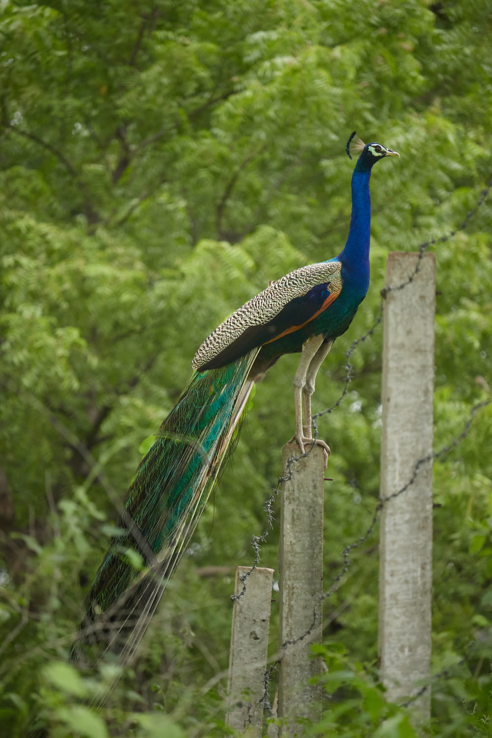 blue green and black peacock on wooden fence during daytime