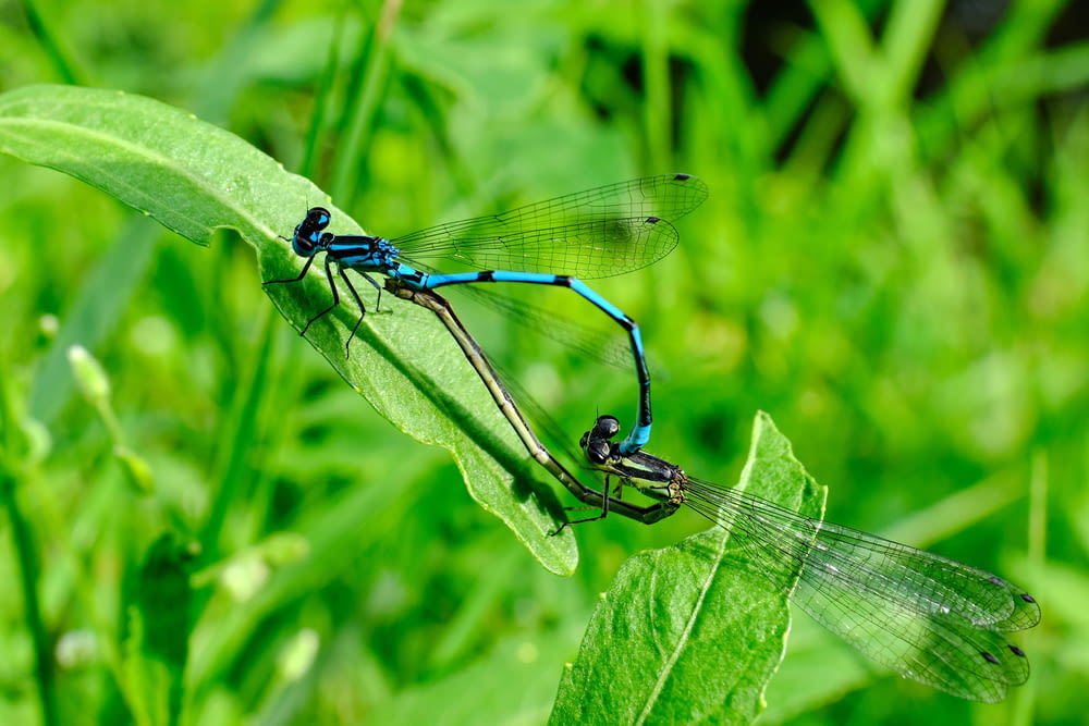 blue damselfly perched on brown stick in close up photography during daytime