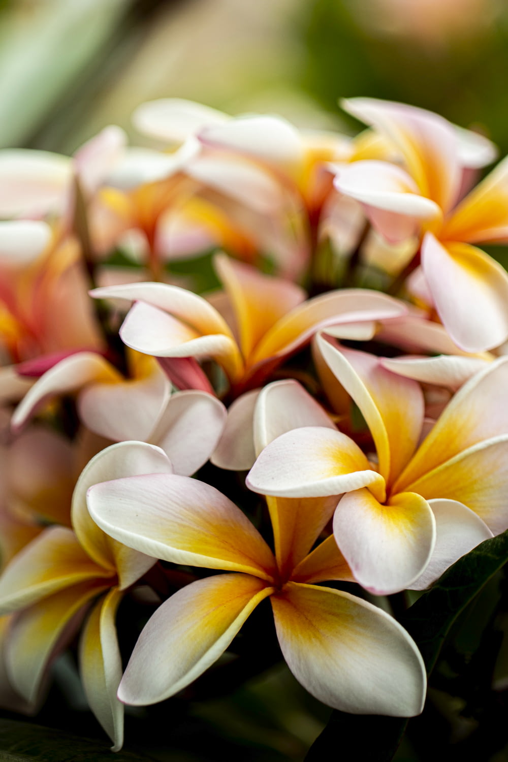 매크로 렌즈 사진의 노란색과 흰색 꽃