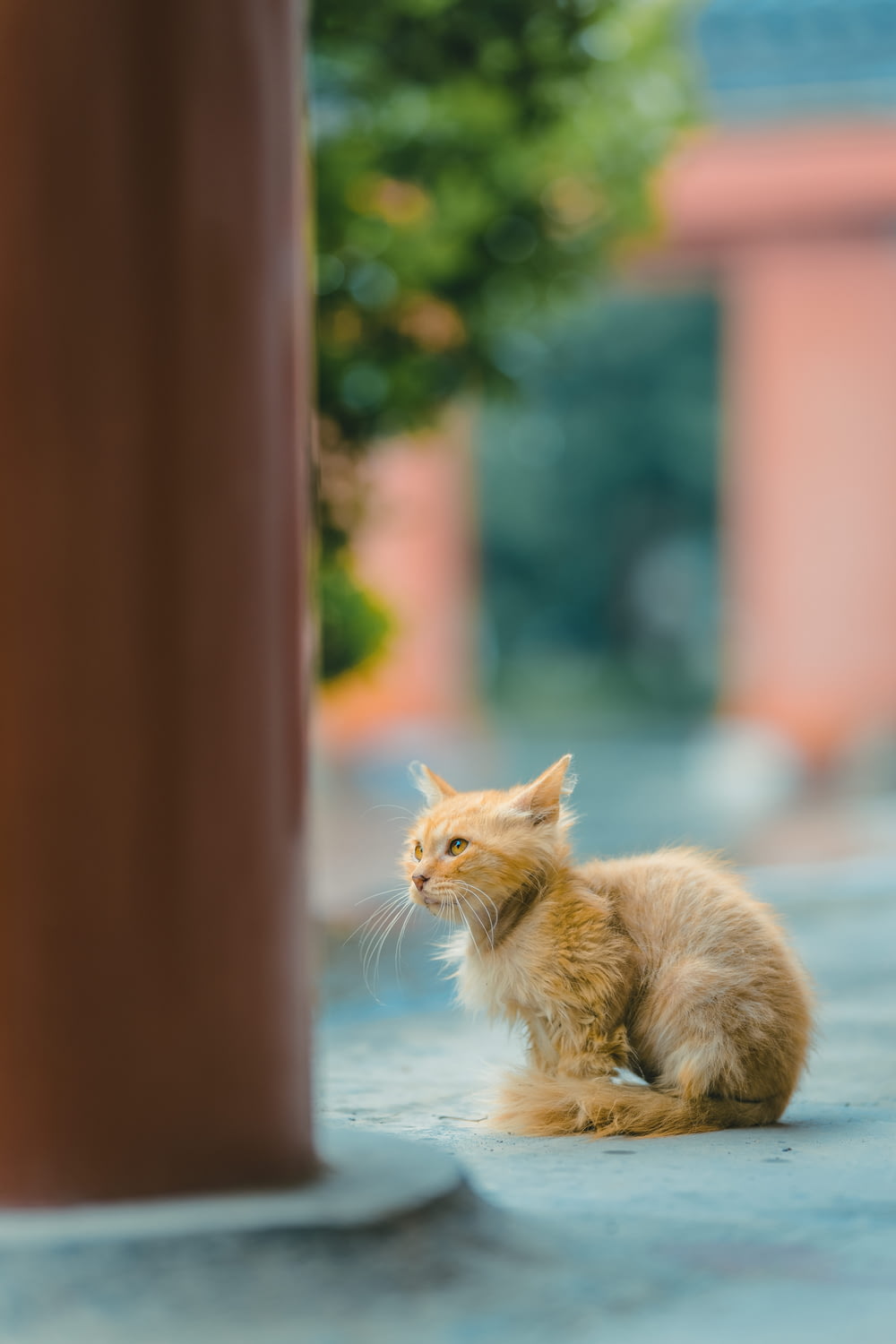 a cat sitting on the ground next to a pole