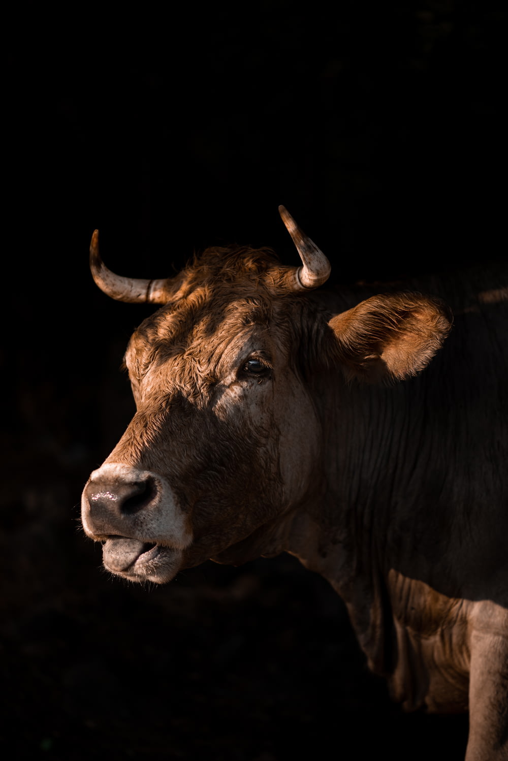 mucca marrone in fotografia ravvicinata