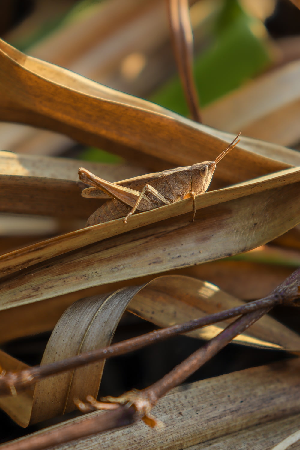 brown grasshopper on brown wooden stick