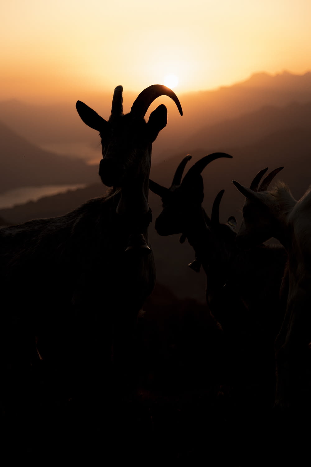 silhouette of deer during sunset
