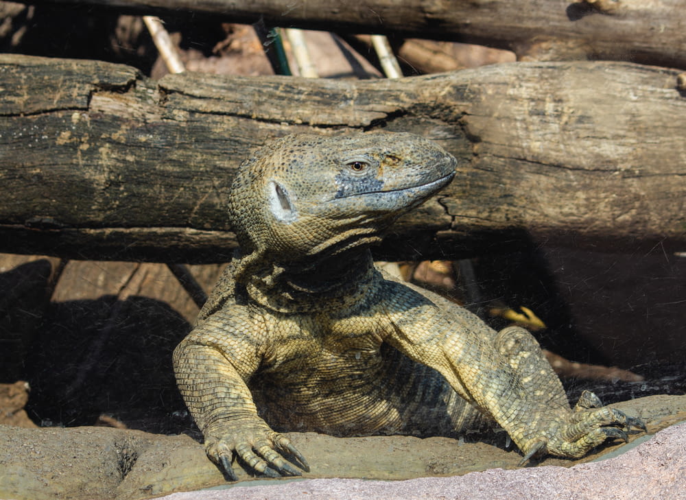 grey and brown crocodile on brown wooden log