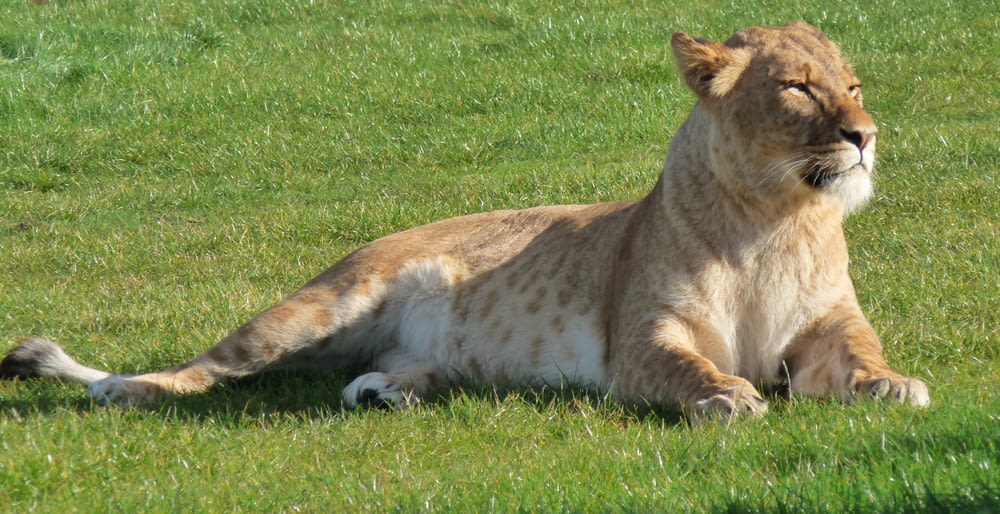 brown lioness lying on green grass field during daytime