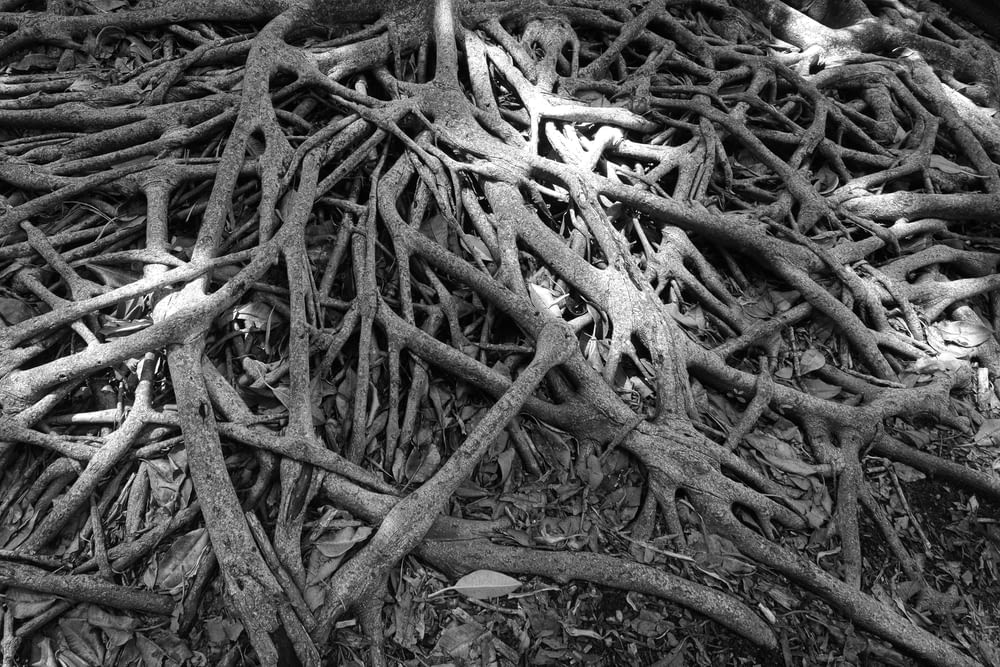 grayscale photo of tree branches