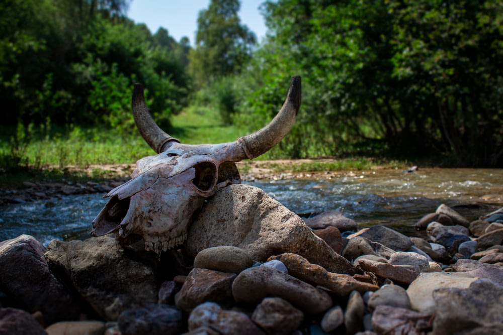 Cráneo de animal marrón y gris en rocas grises cerca del río durante el día