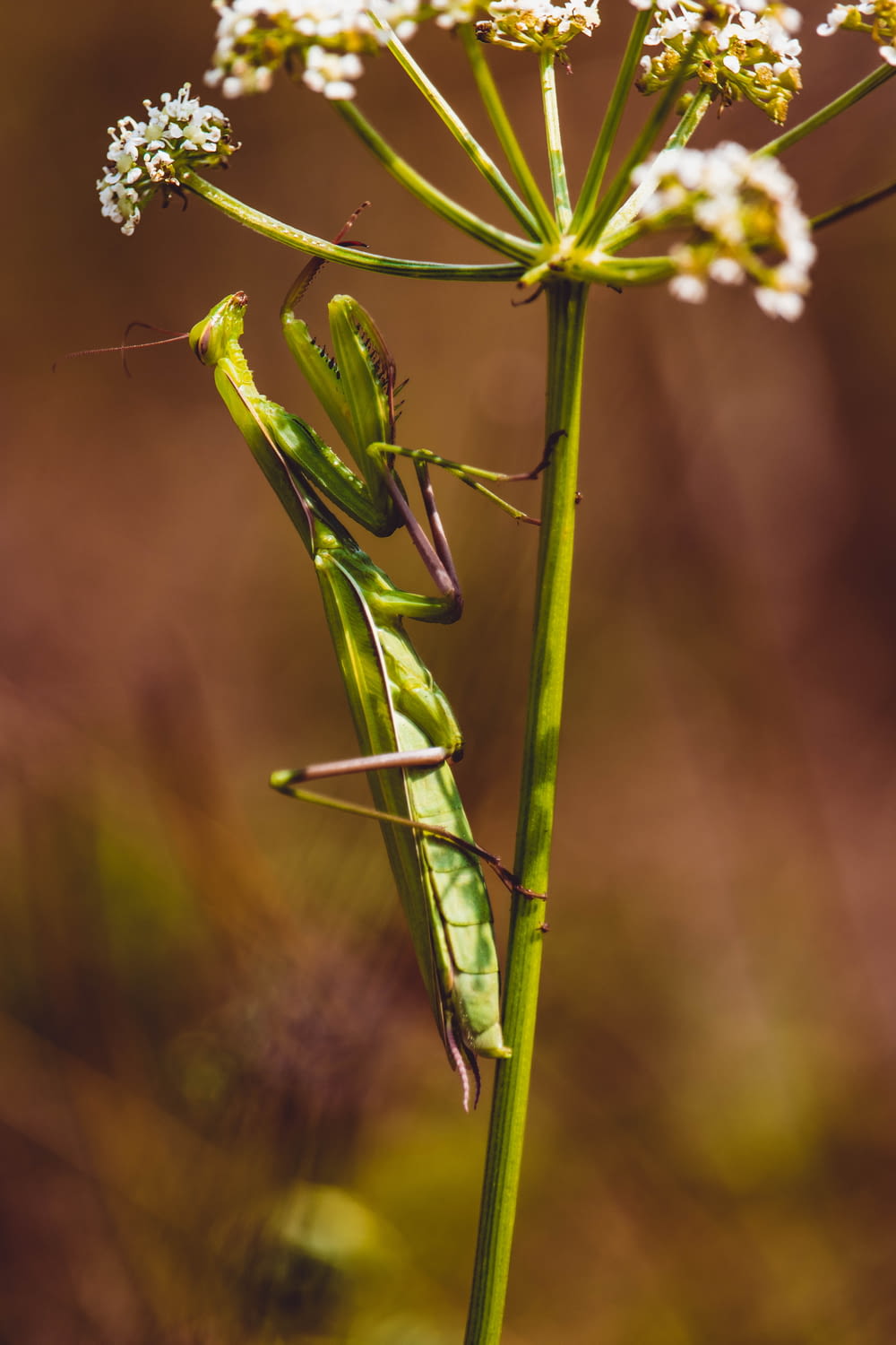 green praying mantis perched on brown stem in close up photography during daytime