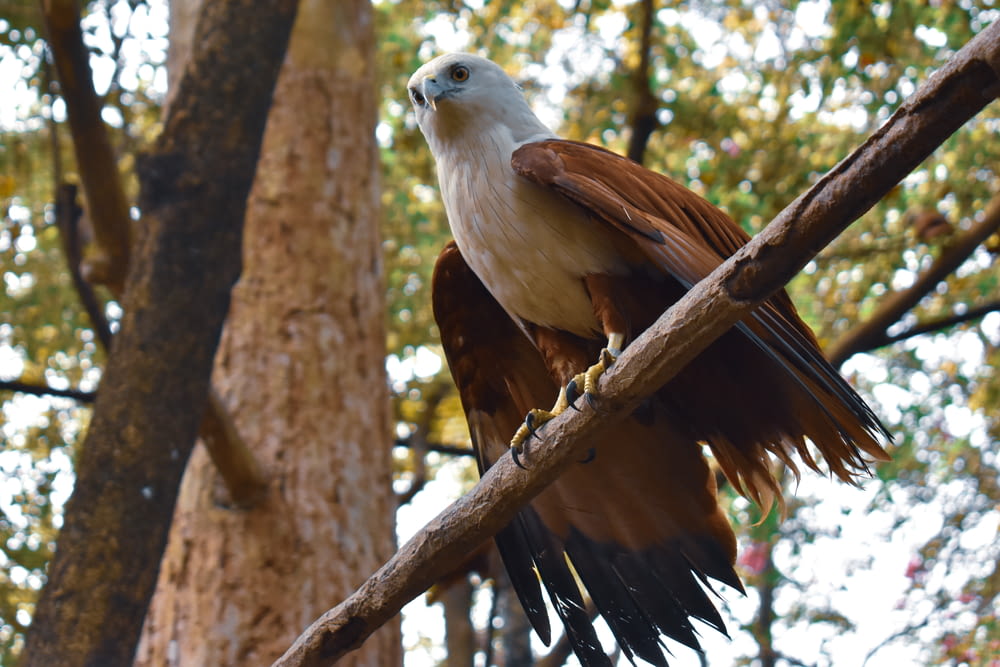 brown and white eagle on brown tree branch during daytime
