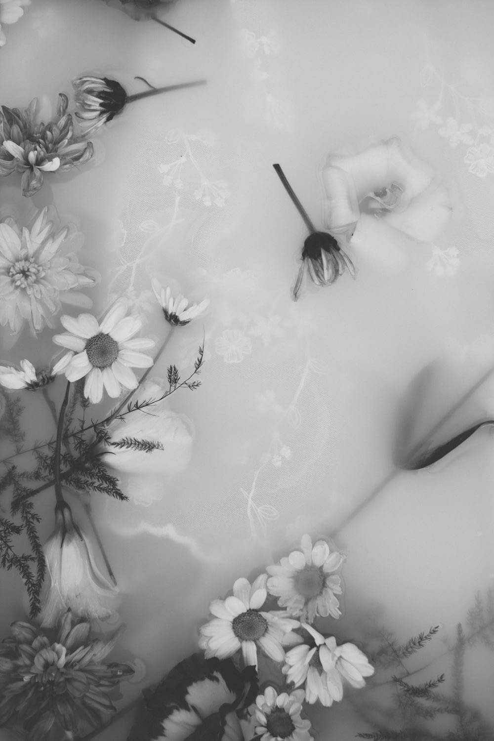 白いデイジーの花に黒と白の蝶