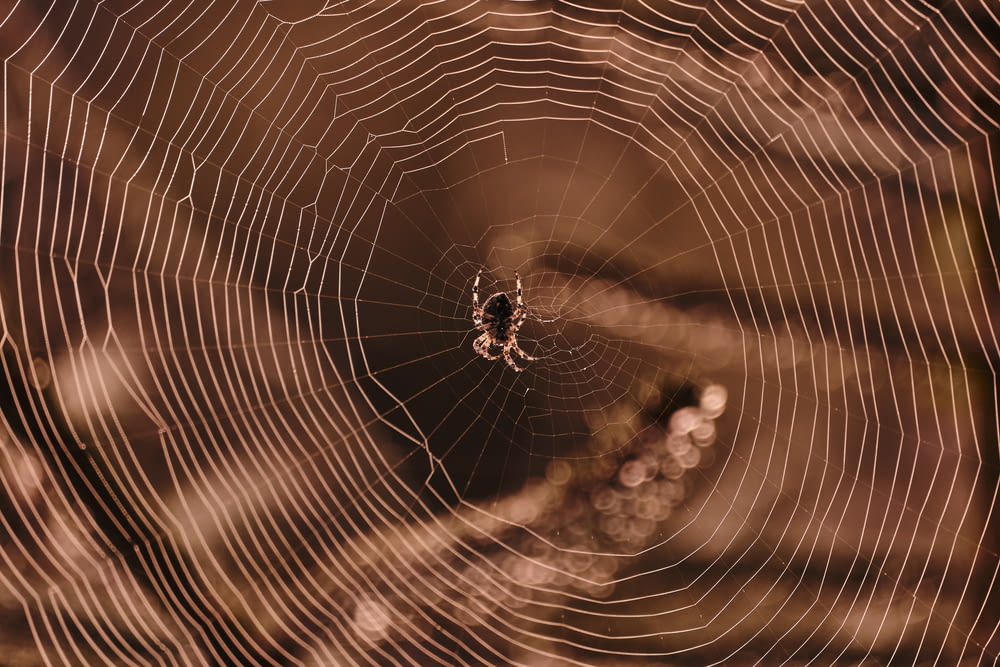spider on spider web in close up photography