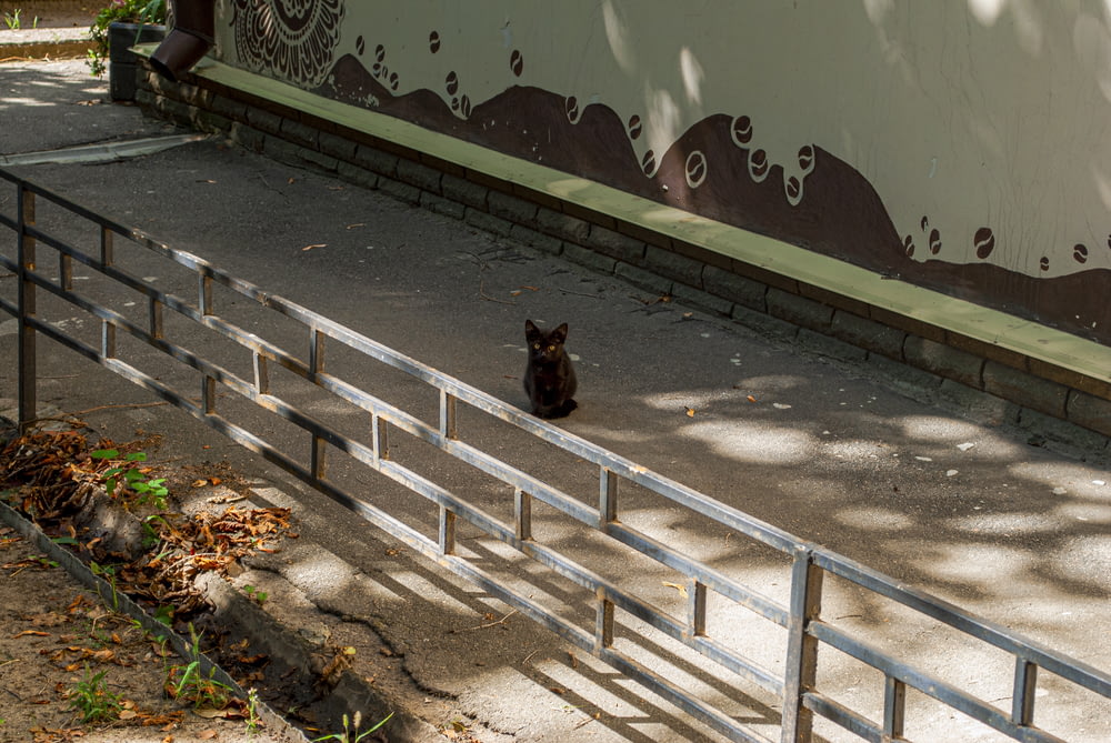 gato negro en valla de madera blanca