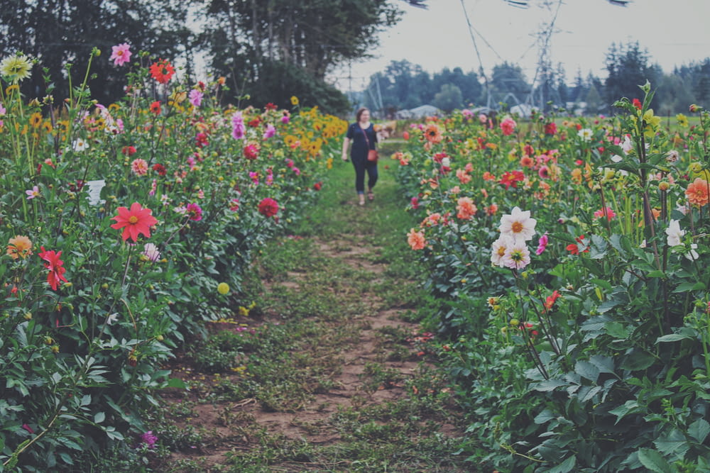 2 people walking on dirt road surrounded by red and white flowers during daytime