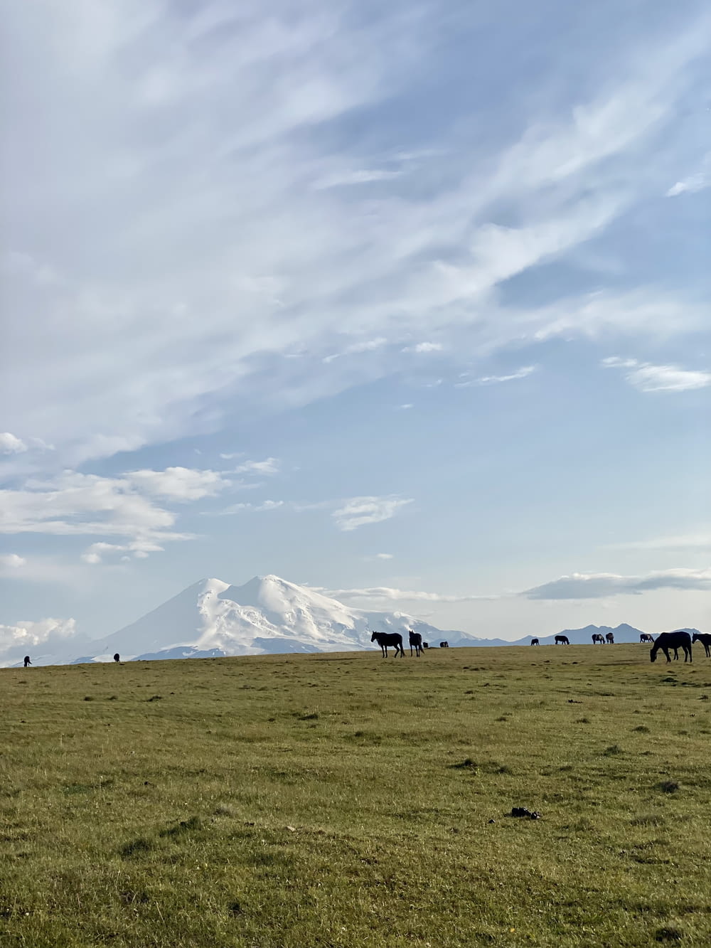 horses on green grass field near snow covered mountain during daytime
