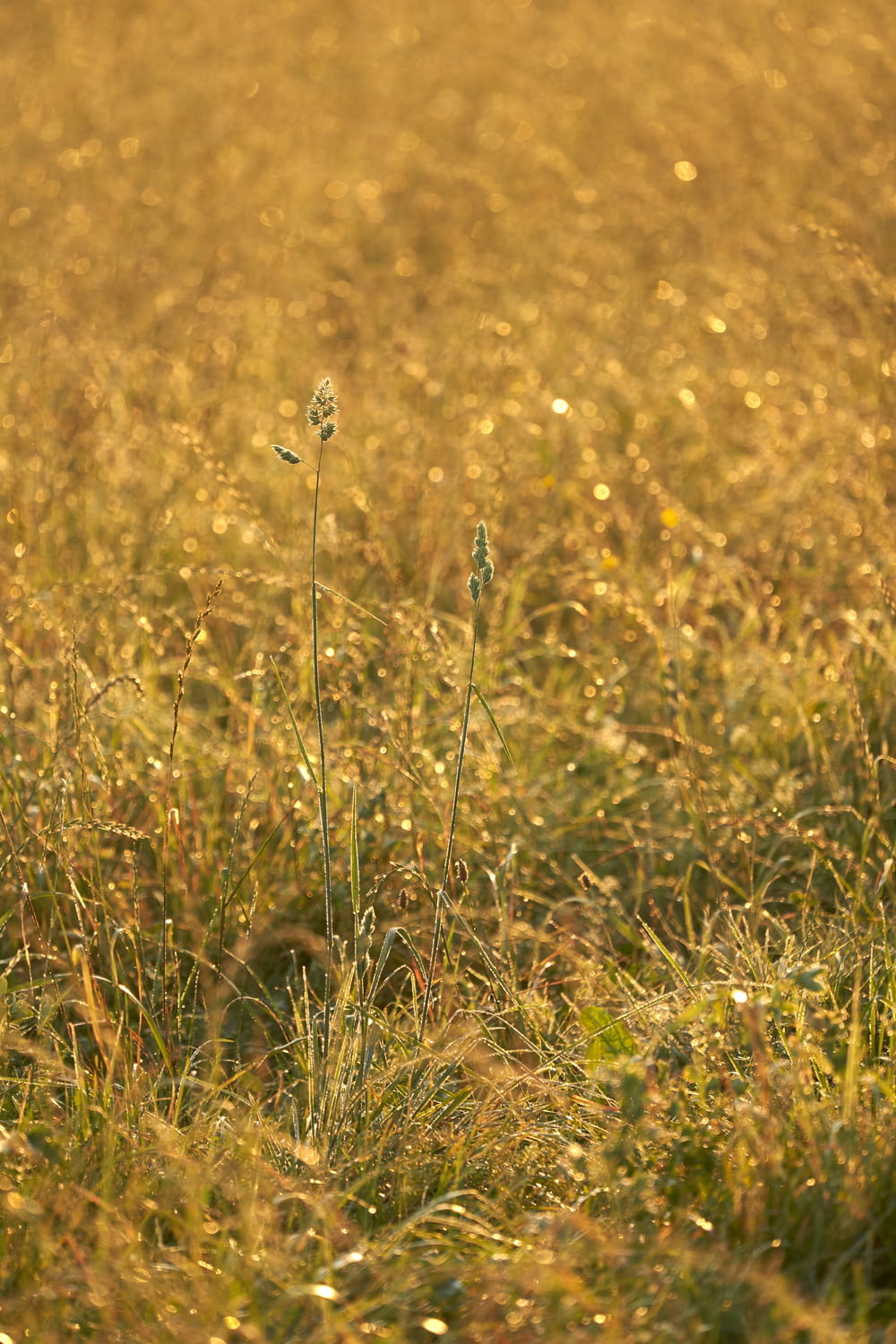 white dandelion on brown grass field during daytime