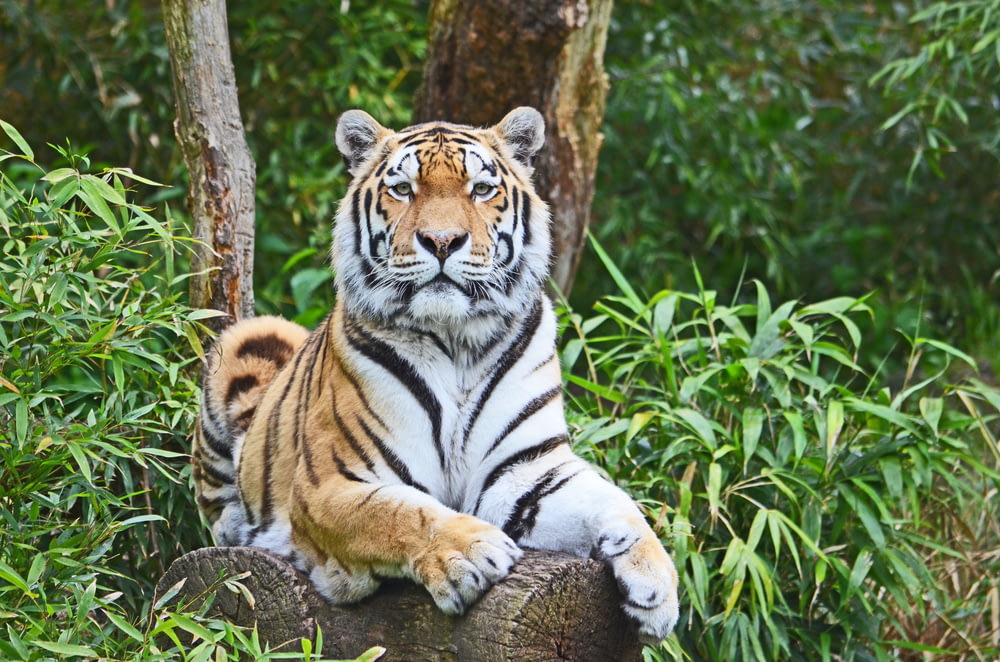 tiger lying on brown log