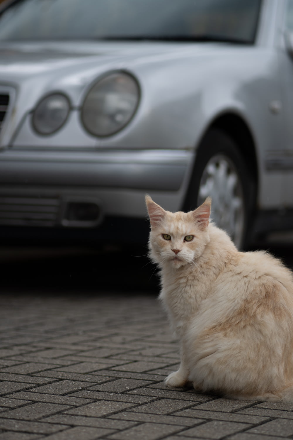 灰色の車に乗った白い猫