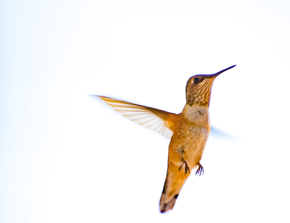 brown humming bird flying in mid air