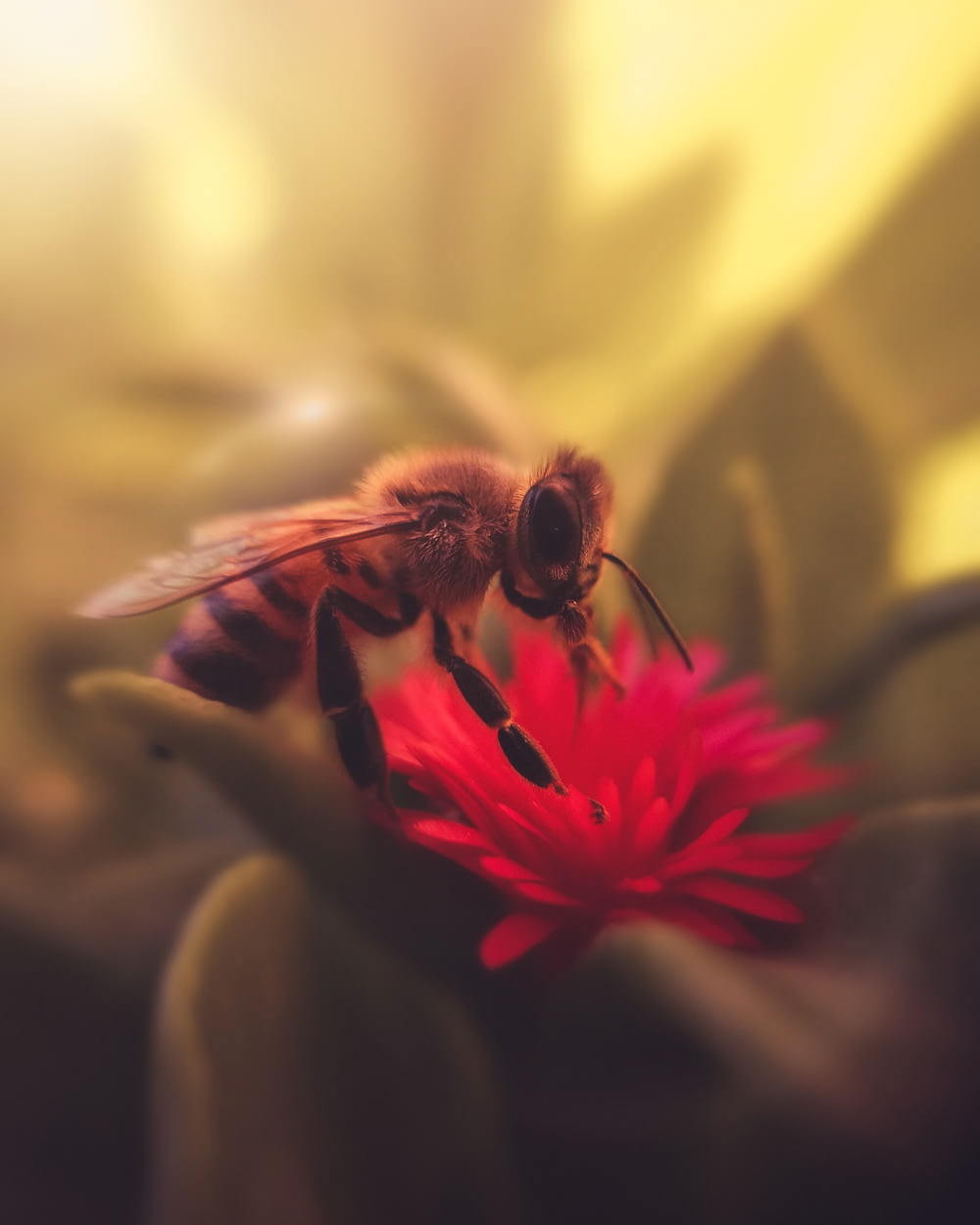 a bee sitting on top of a red flower