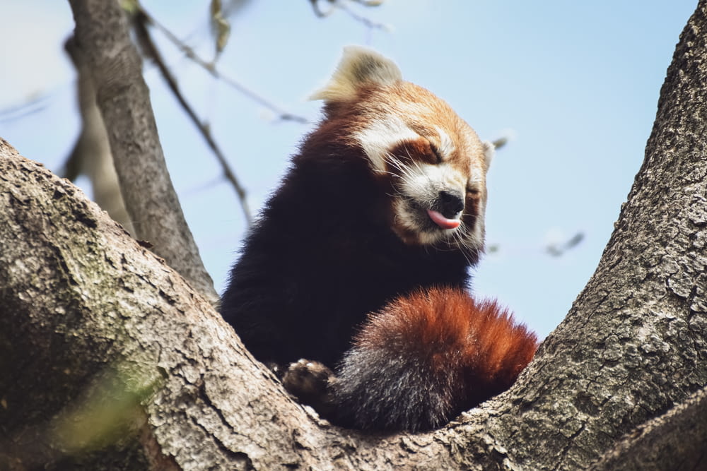 a red panda sitting in a tree with its tongue out