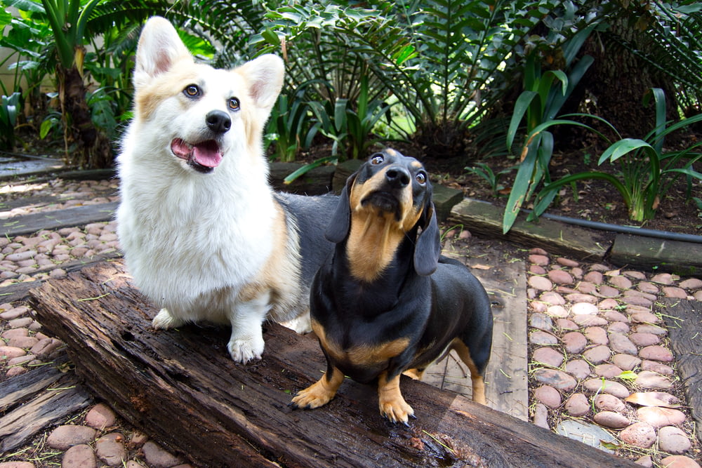 a couple of dogs sitting on top of a log
