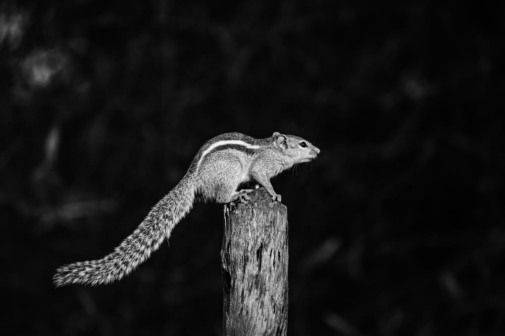 a black and white photo of a squirrel on a post