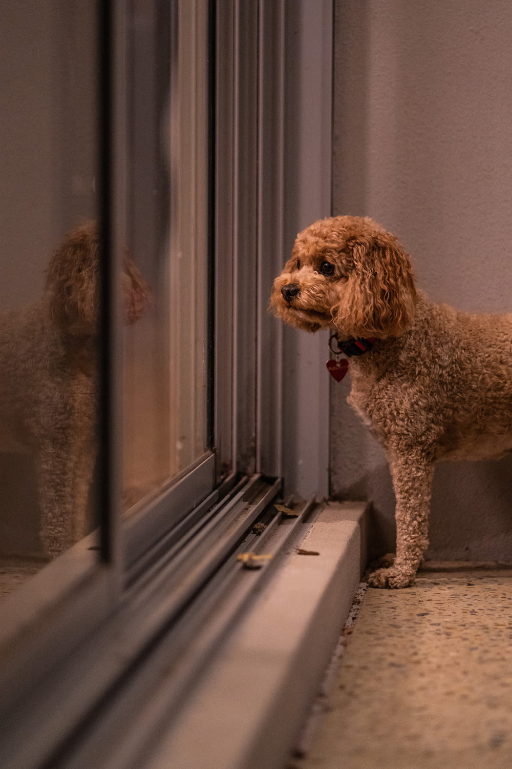 a brown dog standing next to a window