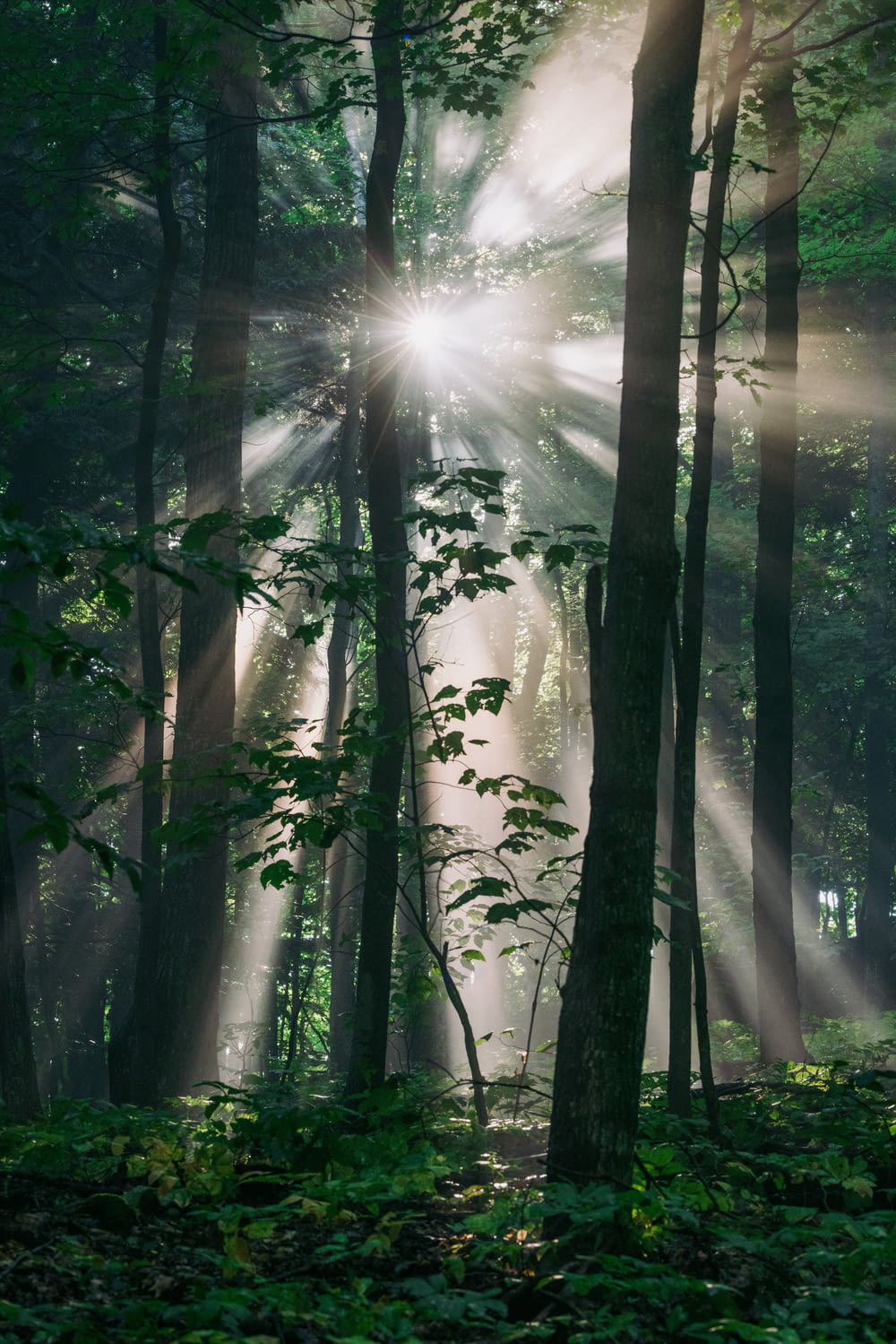 Un bosque lleno de muchos árboles cubiertos de luz solar
