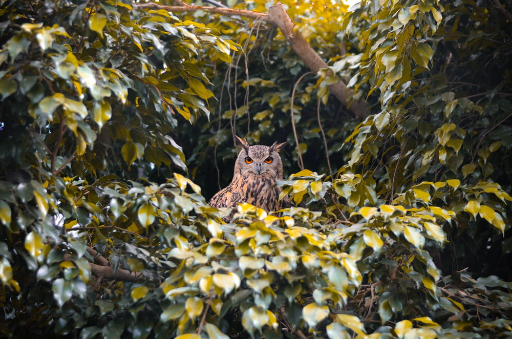 an owl sitting in a tree surrounded by leaves