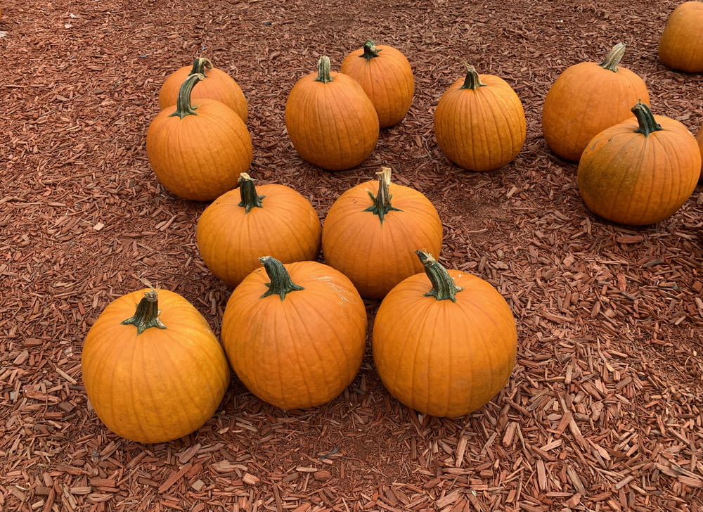 a bunch of pumpkins sitting on the ground