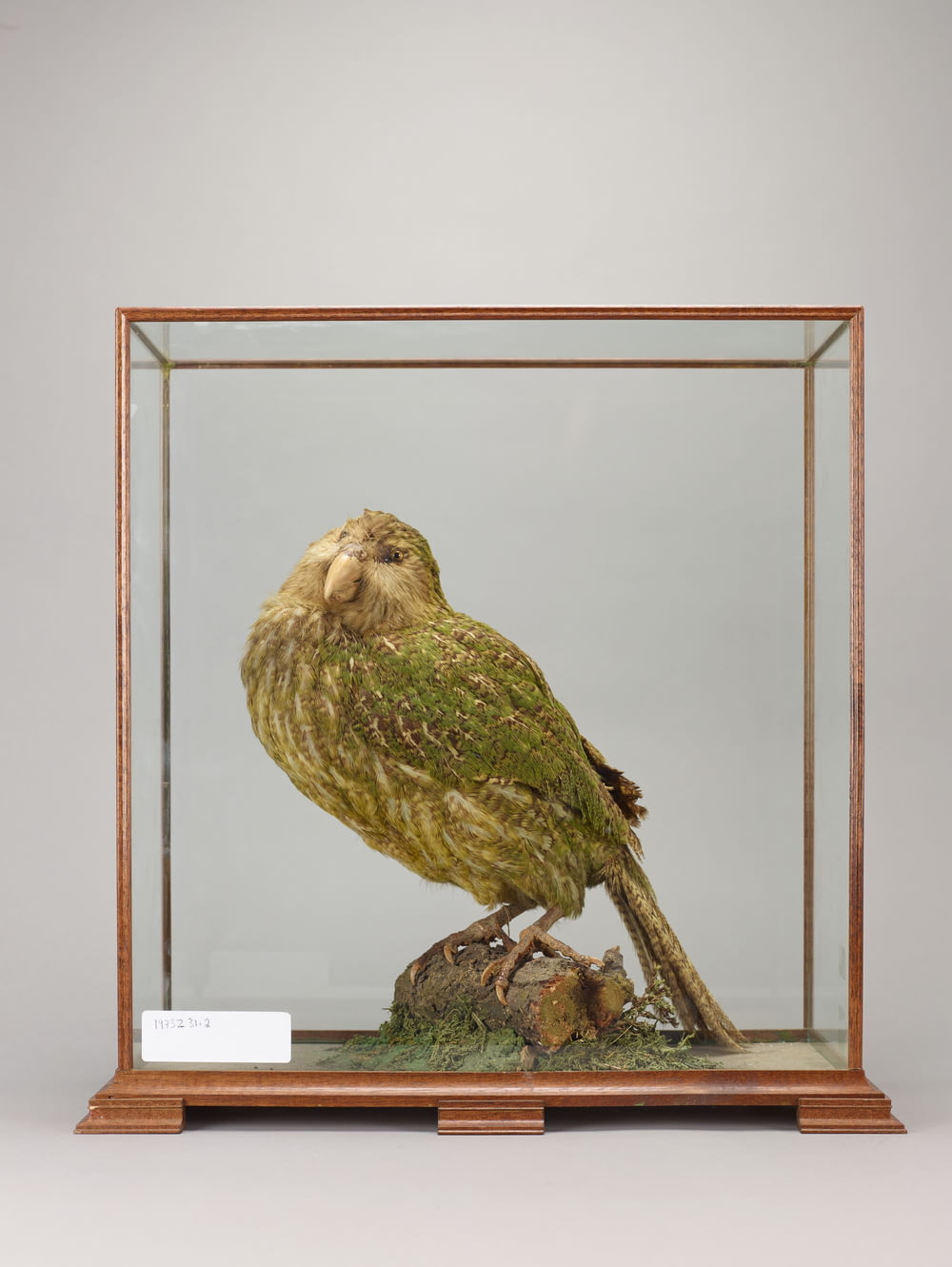 a taxidermy of an owl in a glass case