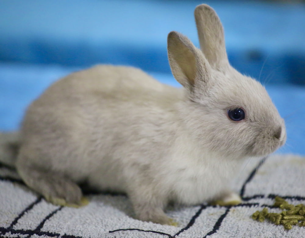 a small white rabbit sitting on top of a rug